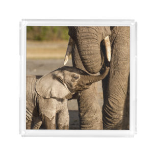 Cutest Baby Animals Baby Elephant & Mama Acrylic Tray