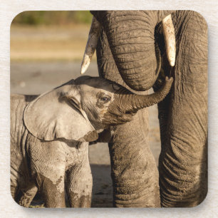 Cutest Baby Animals Baby Elephant & Mama Beverage Coaster