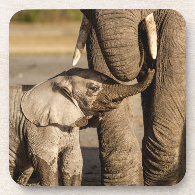 Cutest Baby Animals | Baby Elephant & Mama Beverage Coaster (Front)