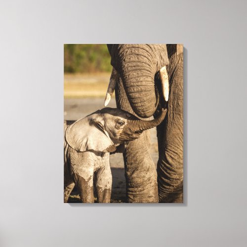 Cutest Baby Animals  Baby Elephant  Mama Canvas Print
