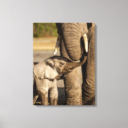 Cutest Baby Animals | Baby Elephant &amp; Mama Canvas Print