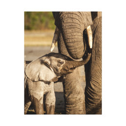 Cutest Baby Animals | Baby Elephant &amp; Mama Canvas Print