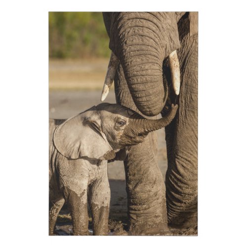 Cutest Baby Animals  Baby Elephant  Mama Faux Canvas Print