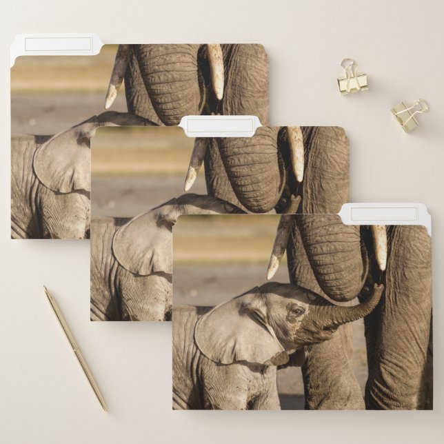 Cutest Baby Animals | Baby Elephant & Mama File Folder (Set)