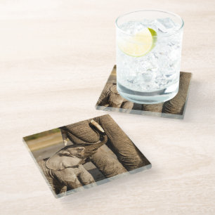 Cutest Baby Animals Baby Elephant & Mama Glass Coaster