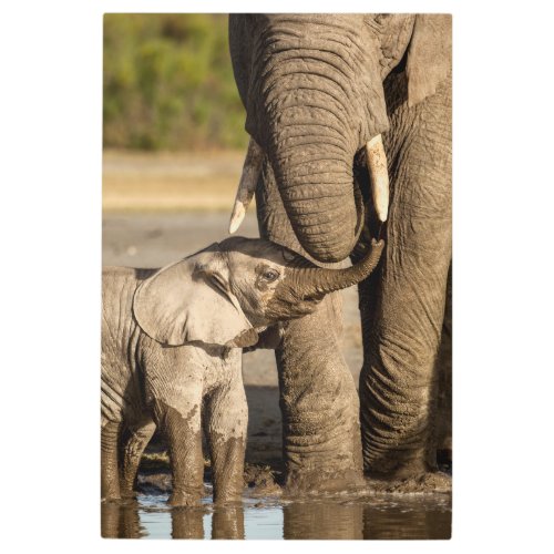 Cutest Baby Animals  Baby Elephant  Mama Metal Print