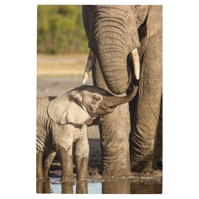 Cutest Baby Animals | Baby Elephant & Mama Metal Print (Front)