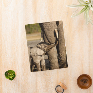 Cutest Baby Animals Baby Elephant & Mama Mini Binder