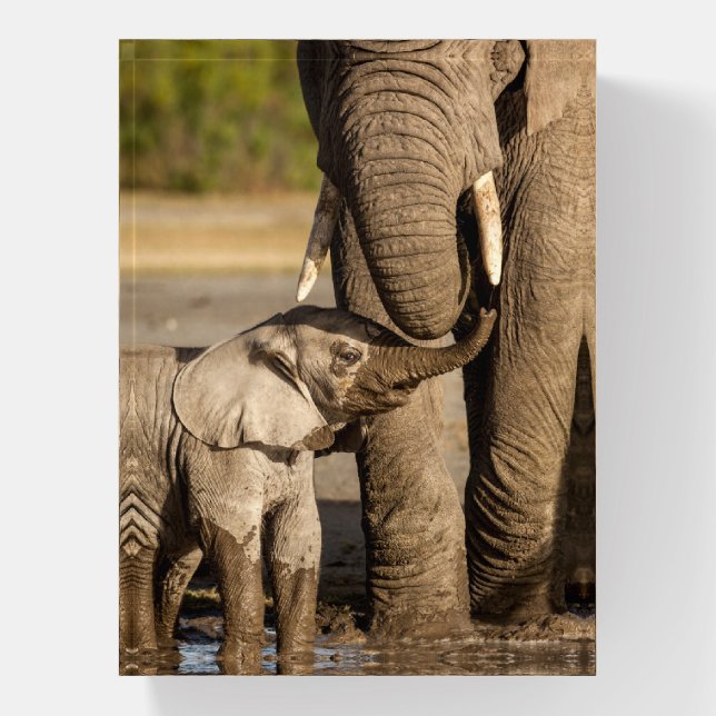 Cutest Baby Animals | Baby Elephant & Mama Paperweight (Vertical)