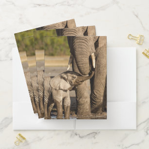 Cutest Baby Animals Baby Elephant & Mama Pocket Folder