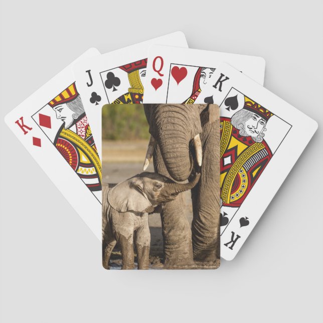 Cutest Baby Animals | Baby Elephant & Mama Poker Cards (Back)