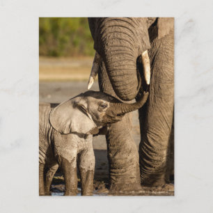 Cutest Baby Animals Baby Elephant & Mama Postcard