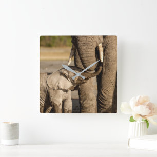 Cutest Baby Animals Baby Elephant & Mama Square Wall Clock