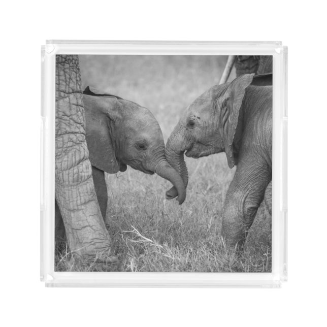 Cutest Baby Animals | Baby Elephants Greeting Acrylic Tray (Front)