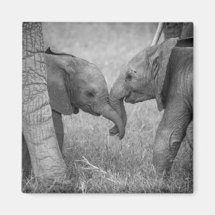 Cutest Baby Animals Baby Elephants Greeting Magnet
