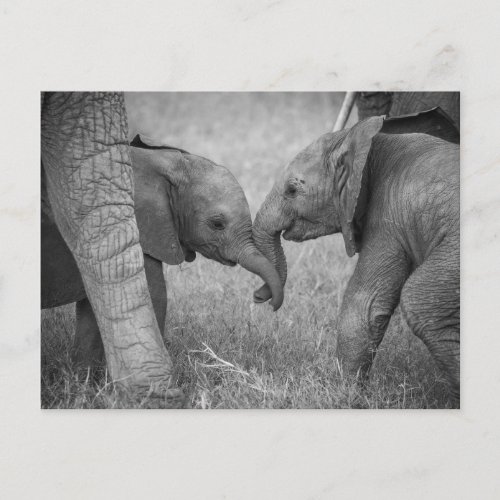 Cutest Baby Animals  Baby Elephants Greeting Postcard