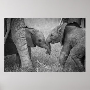 Cutest Baby Animals Baby Elephants Greeting Poster