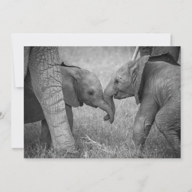Cutest Baby Animals | Baby Elephants Greeting Thank You Card (Front)