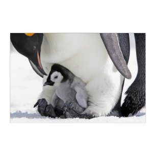 Cutest Baby Animals   Baby Emperor Penguin Acrylic Print
