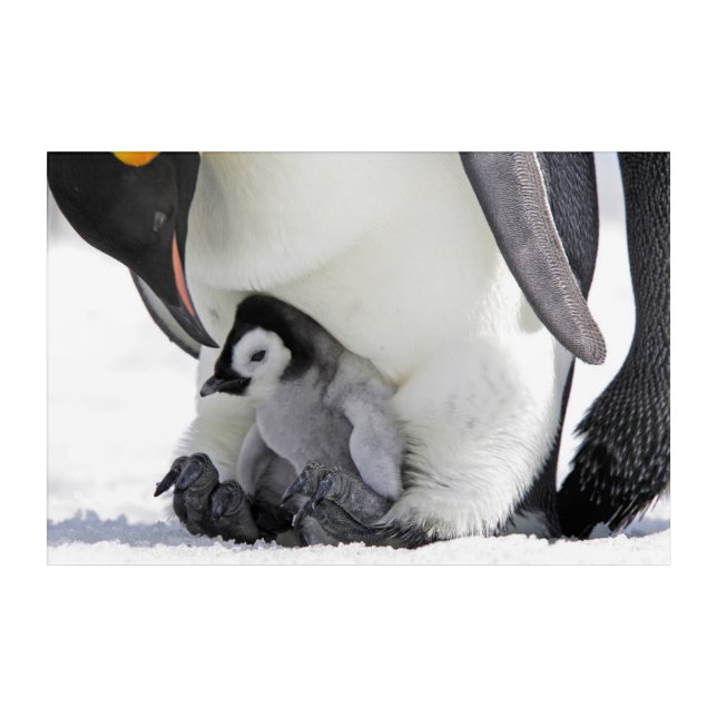 Cutest Baby Animals | Baby Emperor Penguin Acrylic Print (Front)