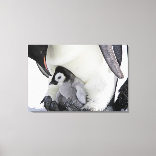 Cutest Baby Animals  Baby Emperor Penguin Canvas Print