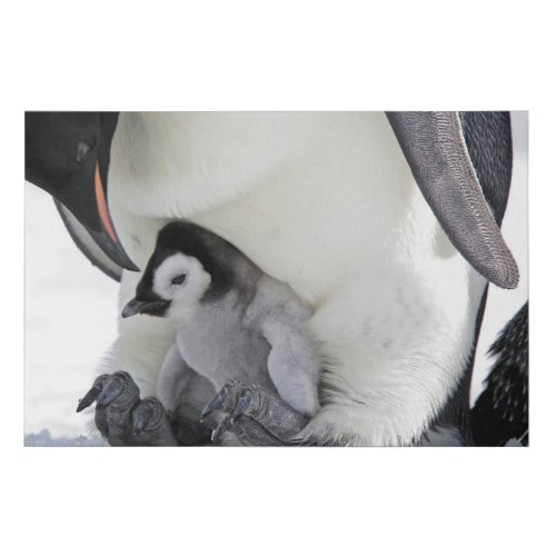 Cutest Baby Animals  Baby Emperor Penguin Faux Canvas Print