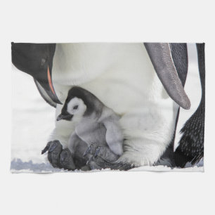 Cutest Baby Animals   Baby Emperor Penguin Kitchen Towel
