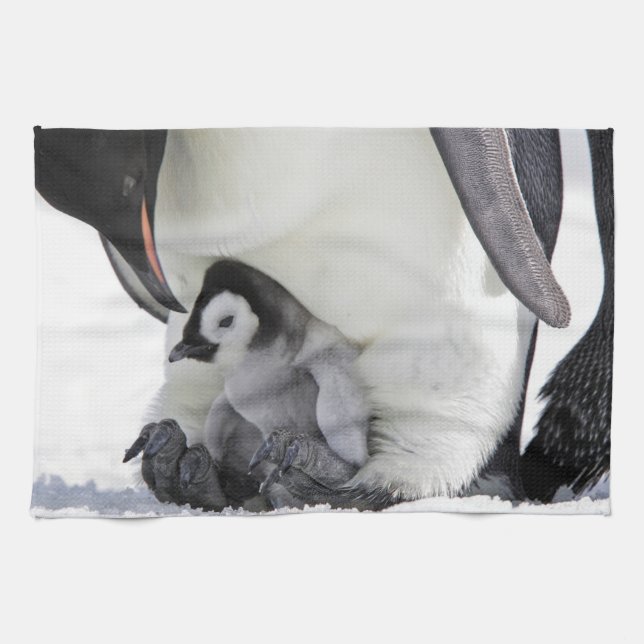 Cutest Baby Animals | Baby Emperor Penguin Kitchen Towel (Horizontal)