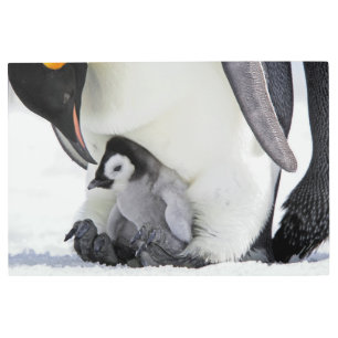 Cutest Baby Animals   Baby Emperor Penguin Metal Print