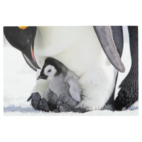 Cutest Baby Animals  Baby Emperor Penguin Metal Print