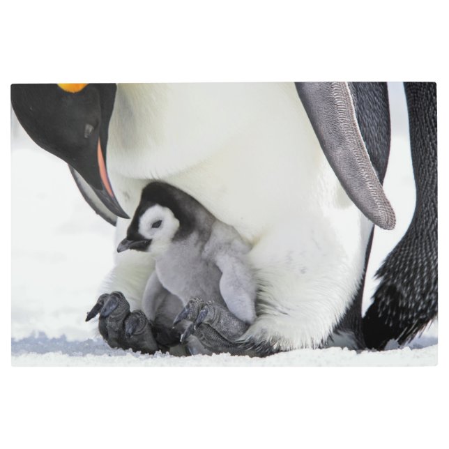 Cutest Baby Animals | Baby Emperor Penguin Metal Print (Front)