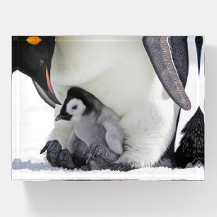 Cutest Baby Animals Baby Emperor Penguin Paperweight