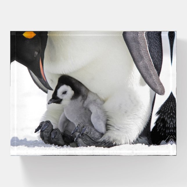 Cutest Baby Animals | Baby Emperor Penguin Paperweight (Front)