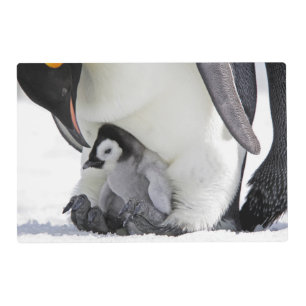 Cutest Baby Animals   Baby Emperor Penguin Placemat