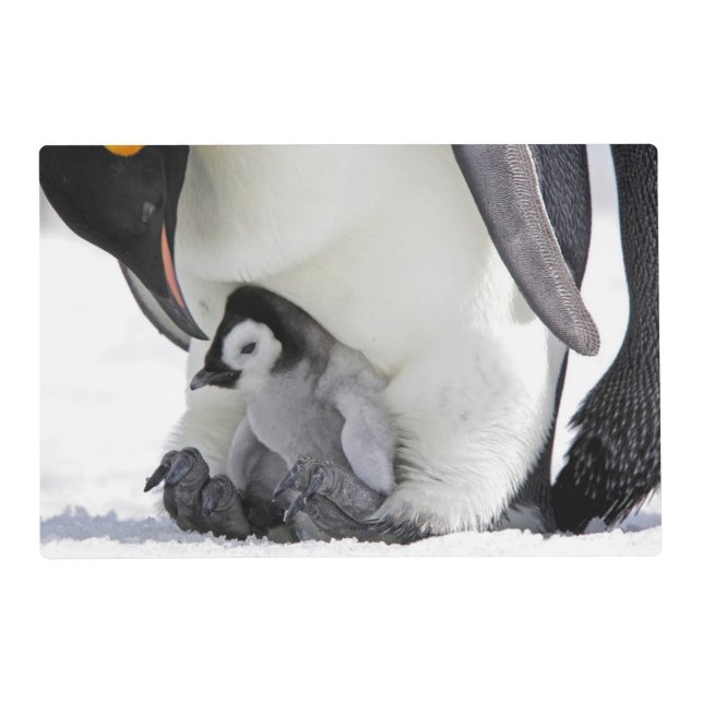 Cutest Baby Animals | Baby Emperor Penguin Placemat (Front)