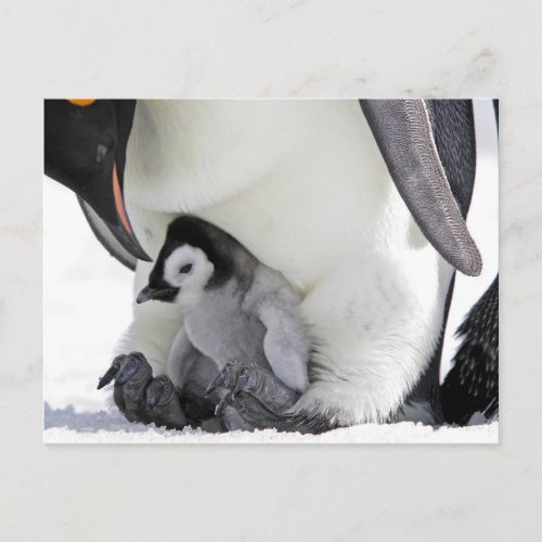 Cutest Baby Animals  Baby Emperor Penguin Postcard