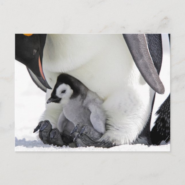 Cutest Baby Animals | Baby Emperor Penguin Postcard (Front)