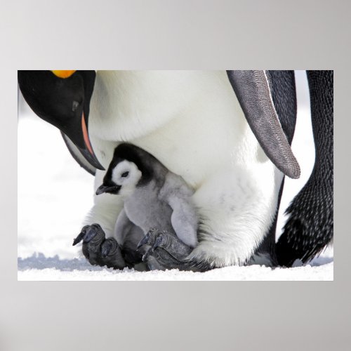 Cutest Baby Animals  Baby Emperor Penguin Poster
