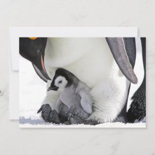 Cutest Baby Animals Baby Emperor Penguin Thank You Card