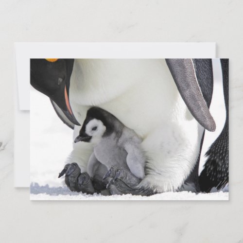 Cutest Baby Animals  Baby Emperor Penguin Thank You Card