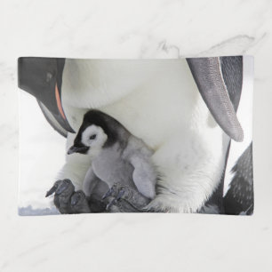 Cutest Baby Animals   Baby Emperor Penguin Trinket Tray