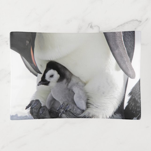 Cutest Baby Animals | Baby Emperor Penguin Trinket Tray (Front)