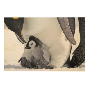 Cutest Baby Animals Baby Emperor Penguin Wood Wall Art