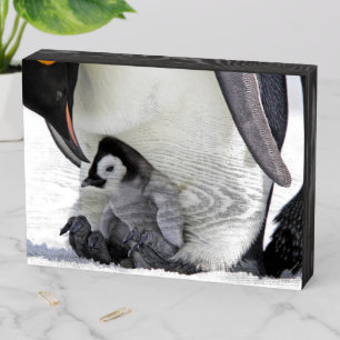 Cutest Baby Animals Baby Emperor Penguin Wooden Box Sign