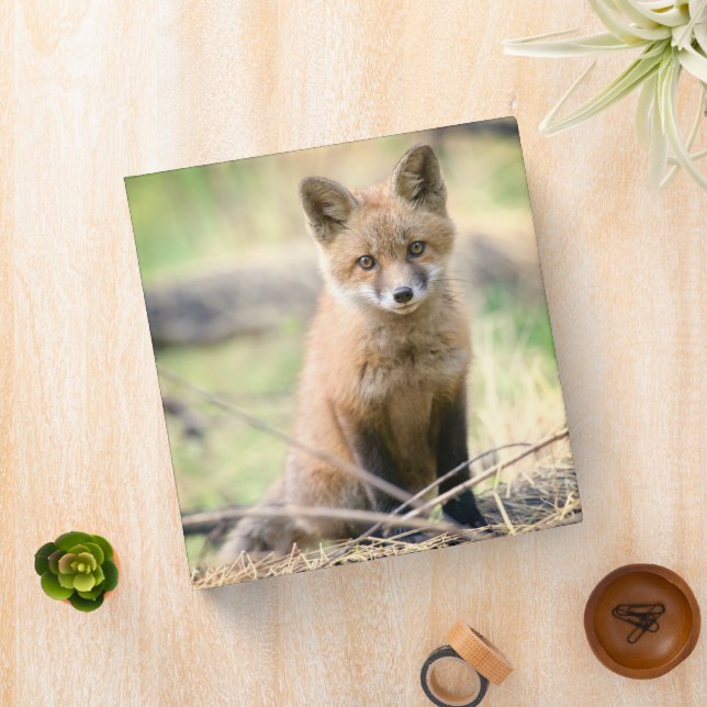 Cutest Baby Animals | Baby Fox 3 Ring Binder (In Situ)