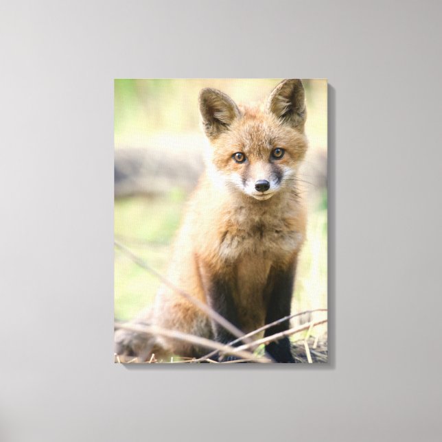 Cutest Baby Animals | Baby Fox Canvas Print (Front)