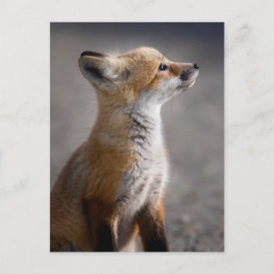Cutest Baby Animals Baby Fox Portrait Postcard