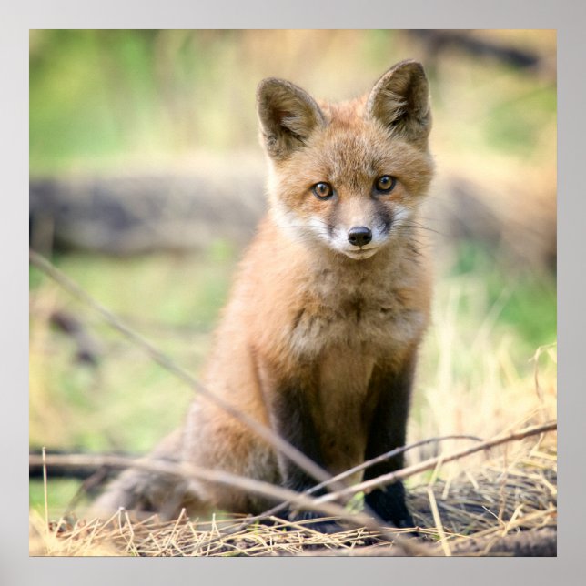 Cutest Baby Animals | Baby Fox Poster (Front)