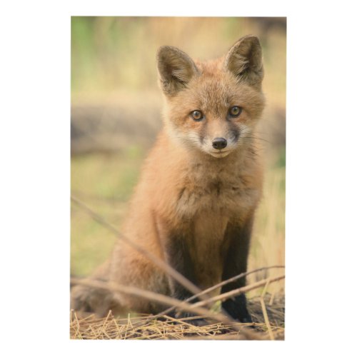 Cutest Baby Animals  Baby Fox Wood Wall Art