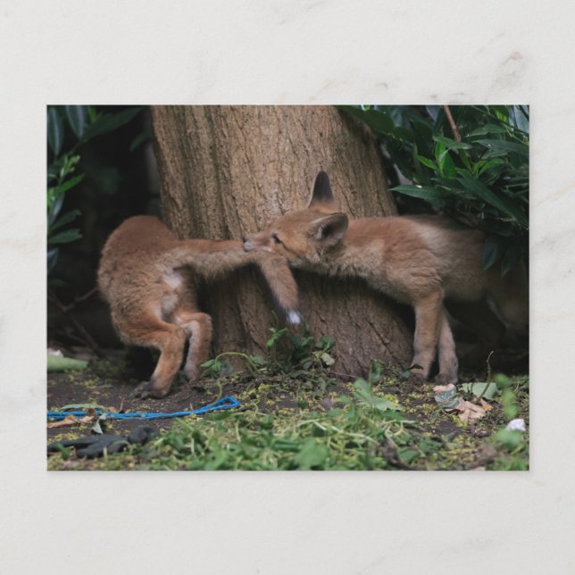 Cutest Baby Animals | Baby Foxes Playing Postcard (Front)